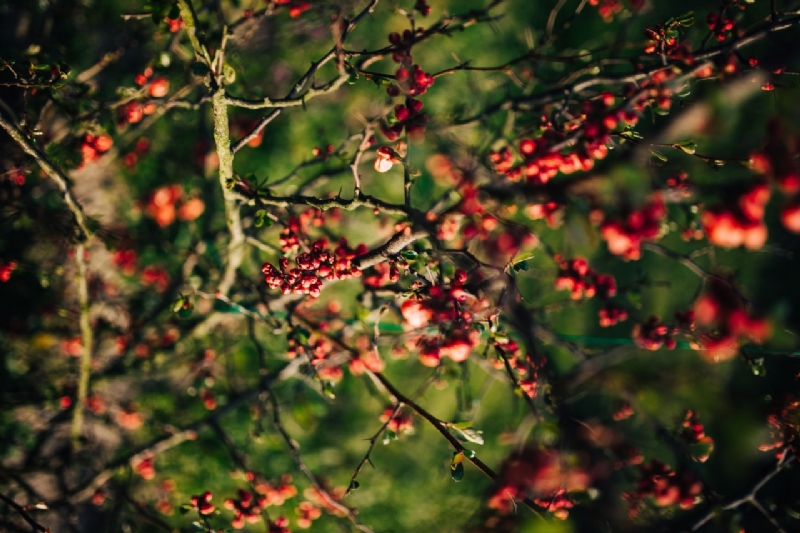 kaboompics_Close-ups of leaves, flowers and fruit on trees, part 1-2.jpg 方案配图,色彩意境,绿色,