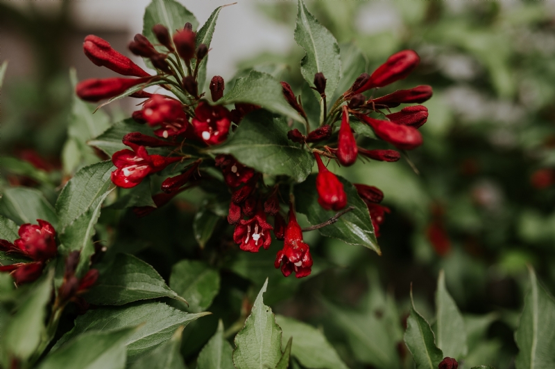 kaboompics_Close-ups of leaves, flowers and fruit on trees, part 2.jpg 方案配图,色彩意境,绿色,