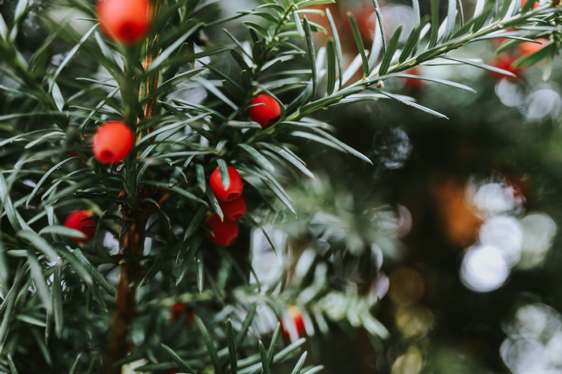 kaboompics_Close-ups of needle and fruit on trees.jpg 方案配图,色彩意境,绿色,