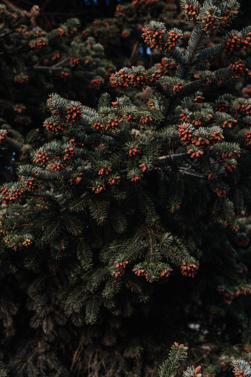 kaboompics_Coniferous tree.jpg 方案配图,色彩意境,绿色,