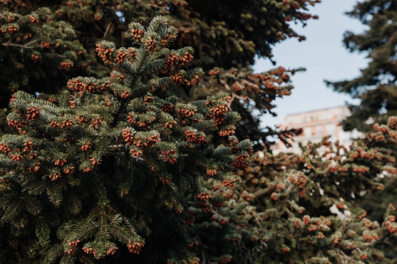 kaboompics_Coniferous tree-2.jpg 方案配图,色彩意境,绿色,