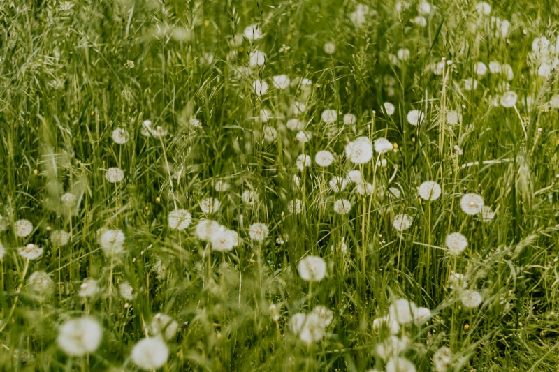 kaboompics_Dandelions in green grass.jpg 方案配图,色彩意境,绿色,