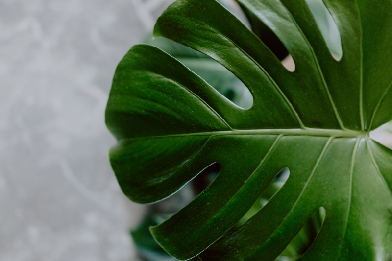 kaboompics_Dark green leaves of monstera and marble.jpg 方案配图,色彩意境,绿色,