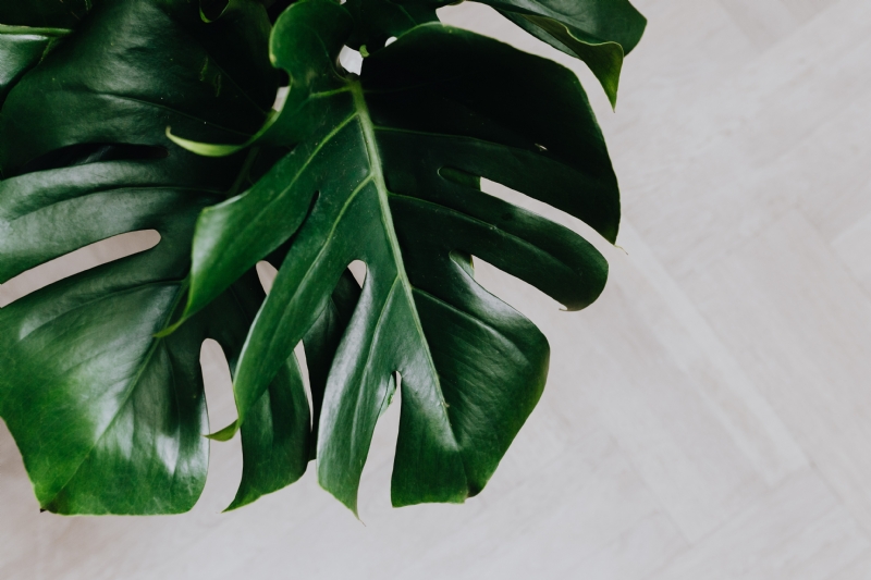 kaboompics_Dark green leaves of monstera.jpg 方案配图,色彩意境,绿色,