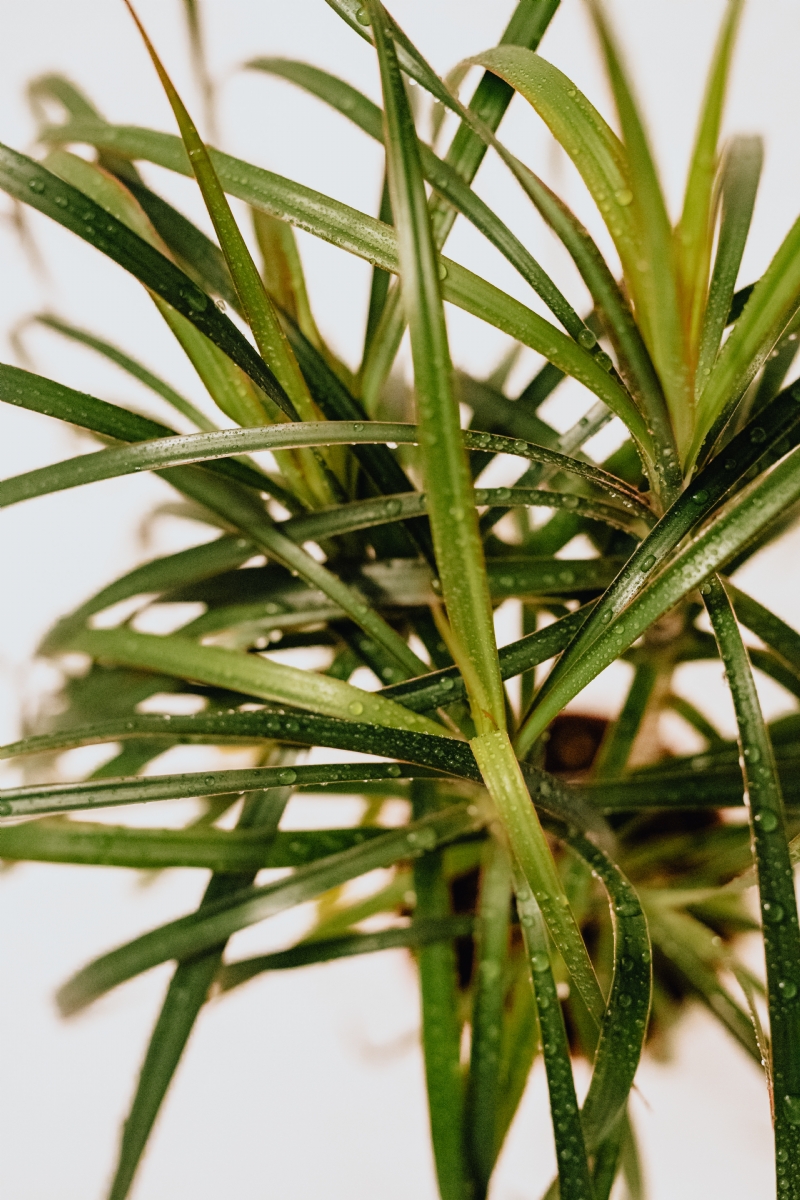 kaboompics_Dracaena marginata tricolor.jpg 方案配图,色彩意境,绿色,