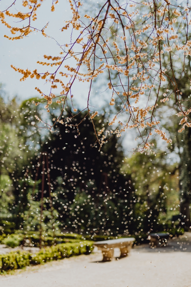 kaboompics_Falling petals from a tree.jpg 方案配图,色彩意境,绿色,