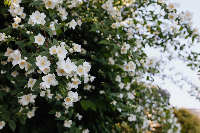 kaboompics_False jasmine, mock-orange, Philadelphus in bloom.jpg 方案配图,色彩意境,绿色,