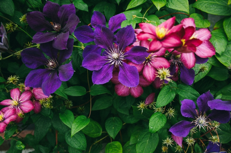 kaboompics_Fence with Flowers.jpg 方案配图,色彩意境,绿色,