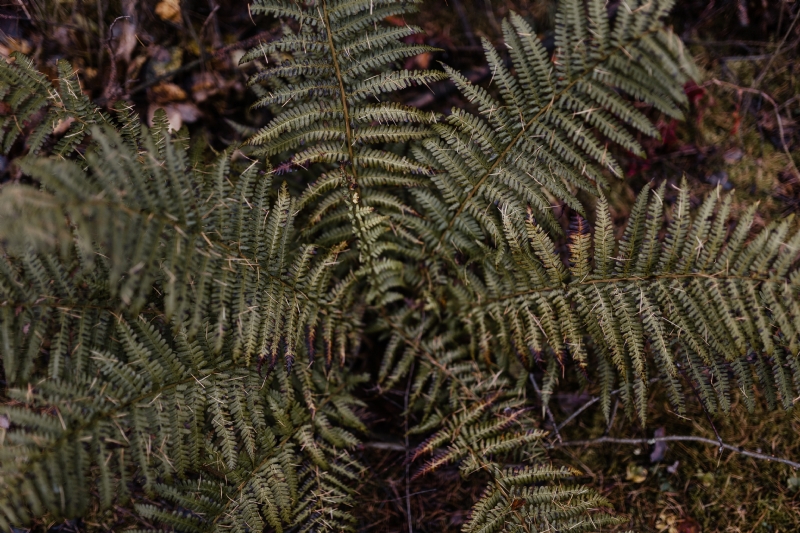 kaboompics_Fern in the forest.jpg 方案配图,色彩意境,绿色,
