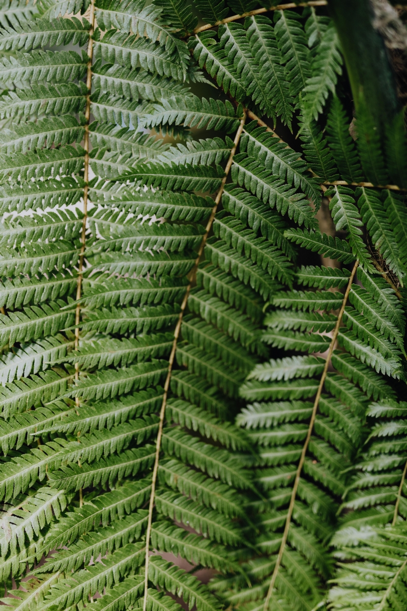 kaboompics_Fern.jpg 方案配图,色彩意境,绿色,