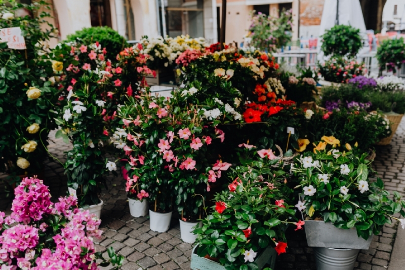 kaboompics_Flower shop in Castelfranco Veneto, Italy-2.jpg 方案配图,色彩意境,绿色,
