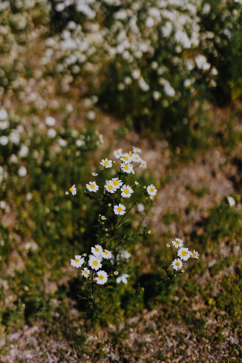 kaboompics_Flowering camomile.jpg 方案配图,色彩意境,绿色,