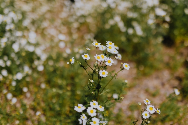 kaboompics_Flowering camomile-2.jpg 方案配图,色彩意境,绿色,