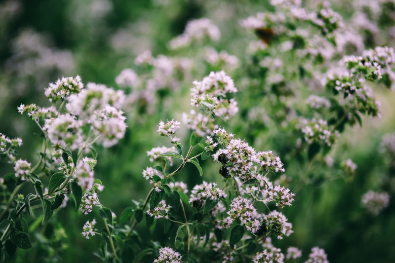 kaboompics_Flowers, fruits and vegetables in the garden.jpg 方案配图,色彩意境,绿色,