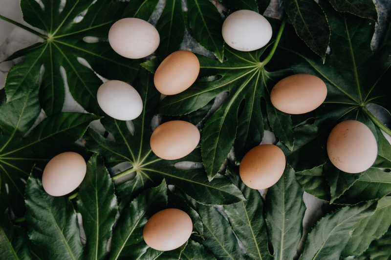 kaboompics_Fresh eggs on the green leaves.jpg 方案配图,色彩意境,绿色,