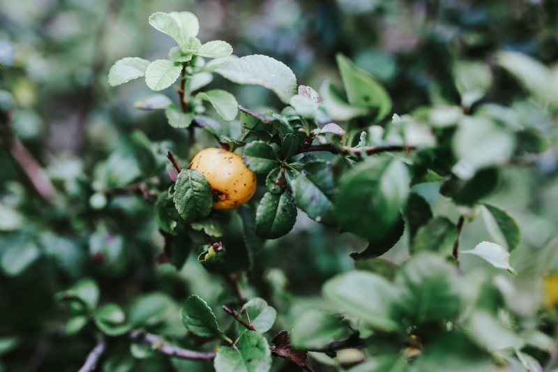 kaboompics_Fruit between the leaves on a branch.jpg 方案配图,色彩意境,绿色,