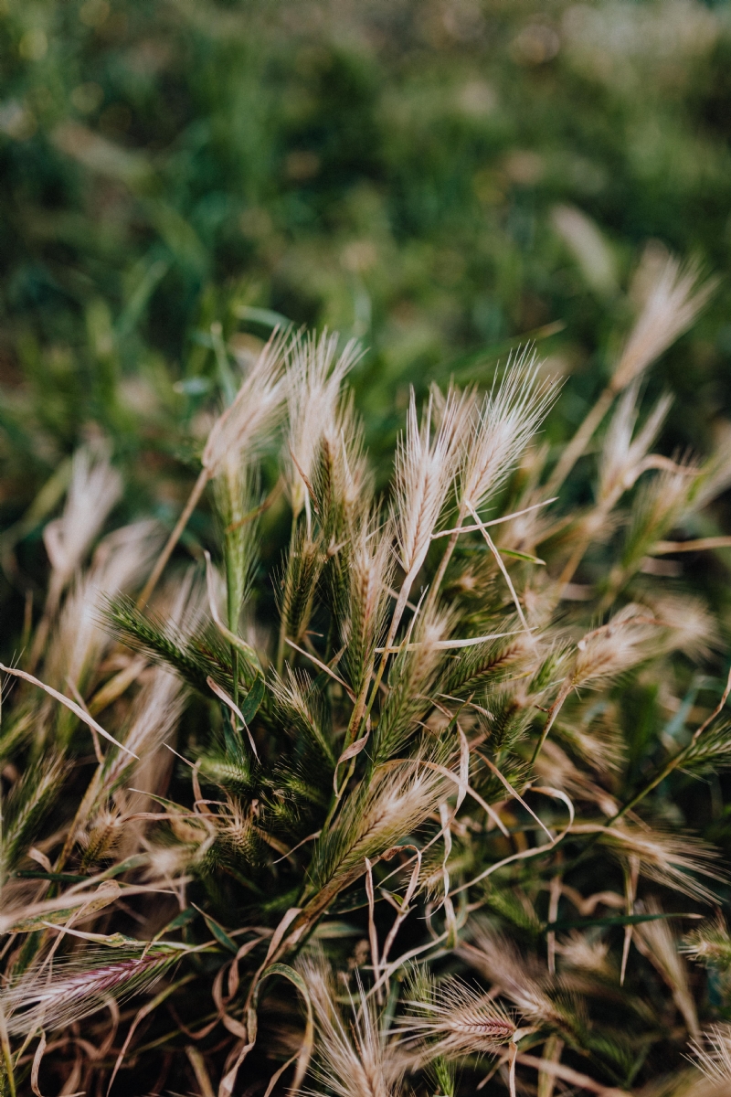 kaboompics_Grass.jpg 方案配图,色彩意境,绿色,