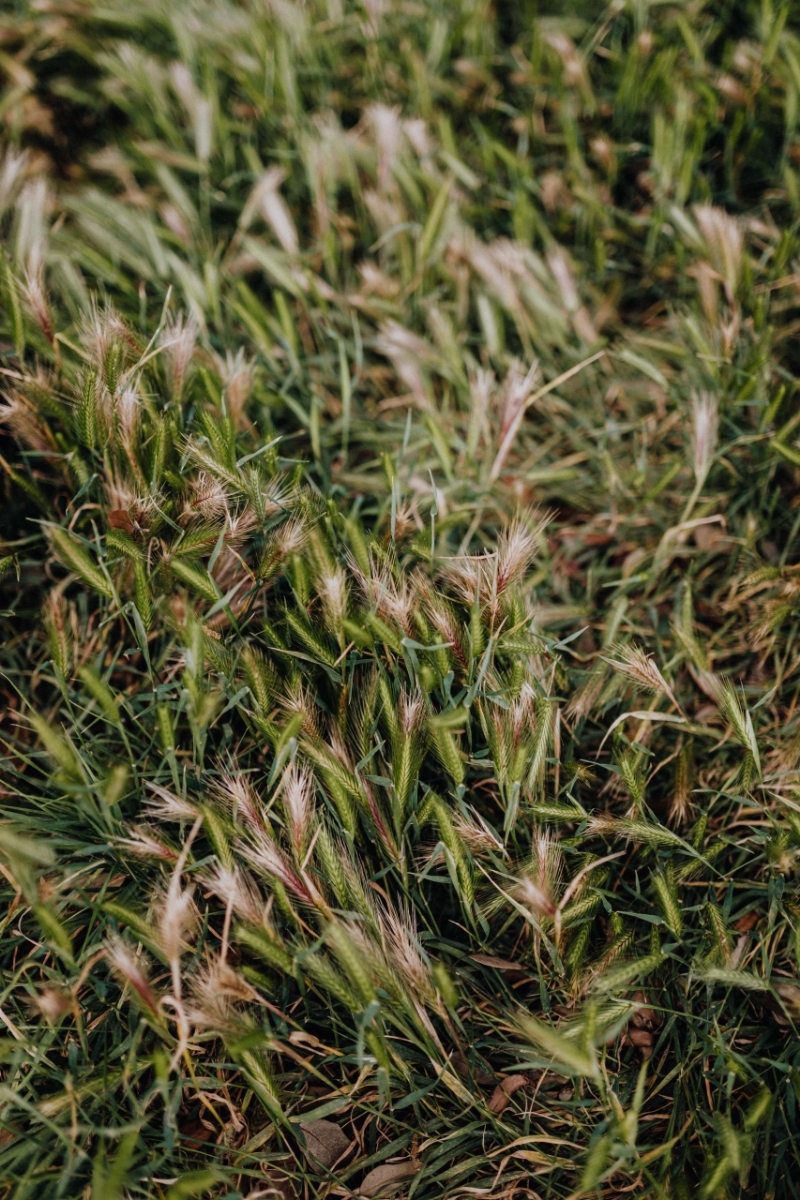 kaboompics_Grass-2.jpg 方案配图,色彩意境,绿色,