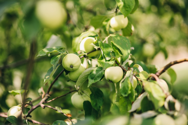 kaboompics_Green apples on the tree.jpg 方案配图,色彩意境,绿色,