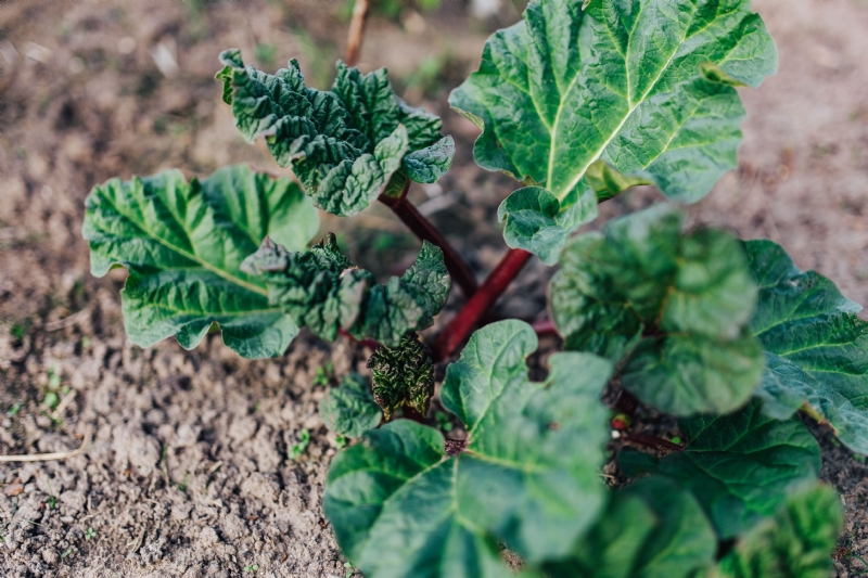 kaboompics_Green garden plants.jpg 方案配图,色彩意境,绿色,