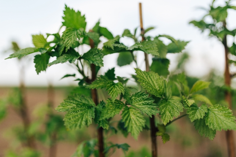 kaboompics_Green garden plants-2.jpg 方案配图,色彩意境,绿色,