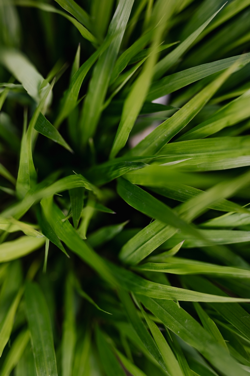 kaboompics_Green grass.jpg 方案配图,色彩意境,绿色,