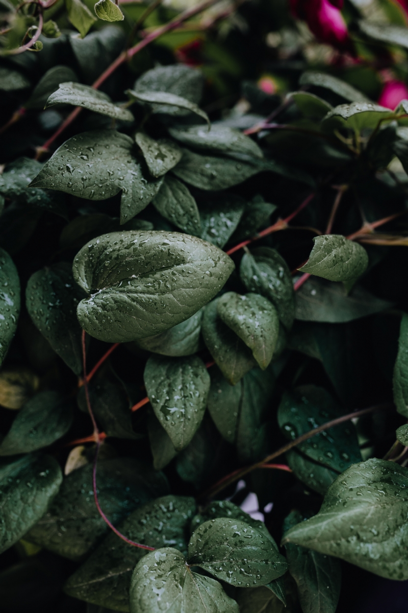 kaboompics_Green leaves in the garden.jpg 方案配图,色彩意境,绿色,