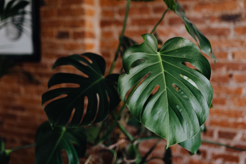 kaboompics_Green leaves of Monstera plant growing at home.jpg 方案配图,色彩意境,绿色,