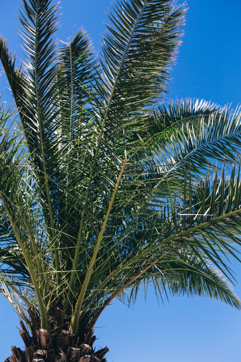 kaboompics_Green palm tree.jpg 方案配图,色彩意境,绿色,