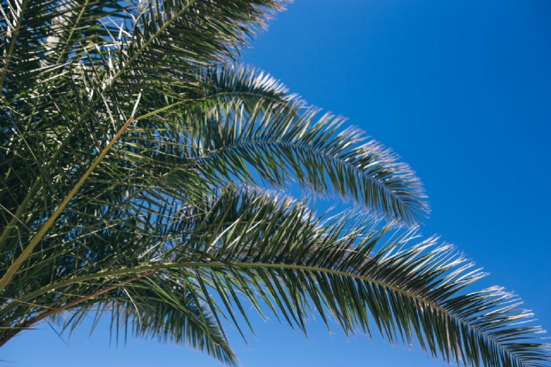 kaboompics_Green palm tree-2.jpg 方案配图,色彩意境,绿色,