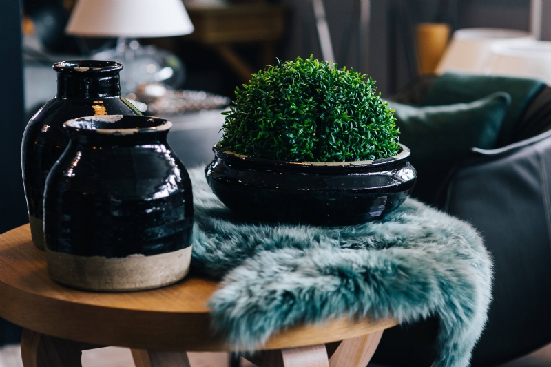 kaboompics_Green plant in a black pot with black jars and a soft cyan rug.jpg 方案配图,色彩意境,绿色,