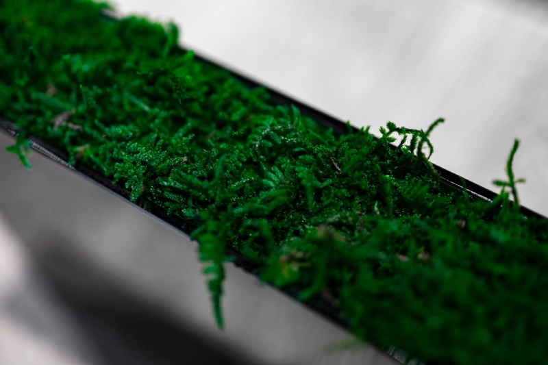 kaboompics_Green plant in a long flowerpot.jpg 方案配图,色彩意境,绿色,