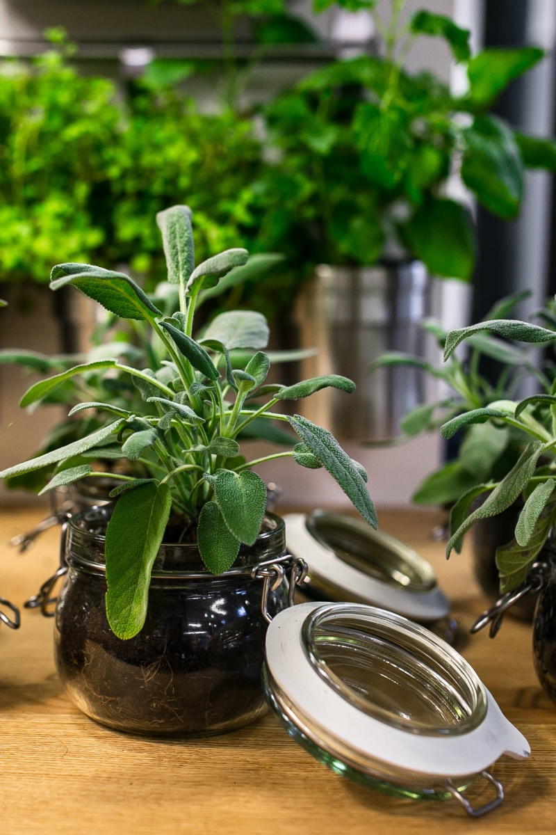 kaboompics_Green plants in glass jars on a table.jpg 方案配图,色彩意境,绿色,