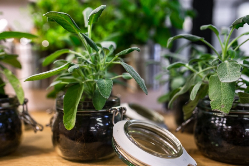 kaboompics_Green plants in glass jars on a table-2.jpg 方案配图,色彩意境,绿色,