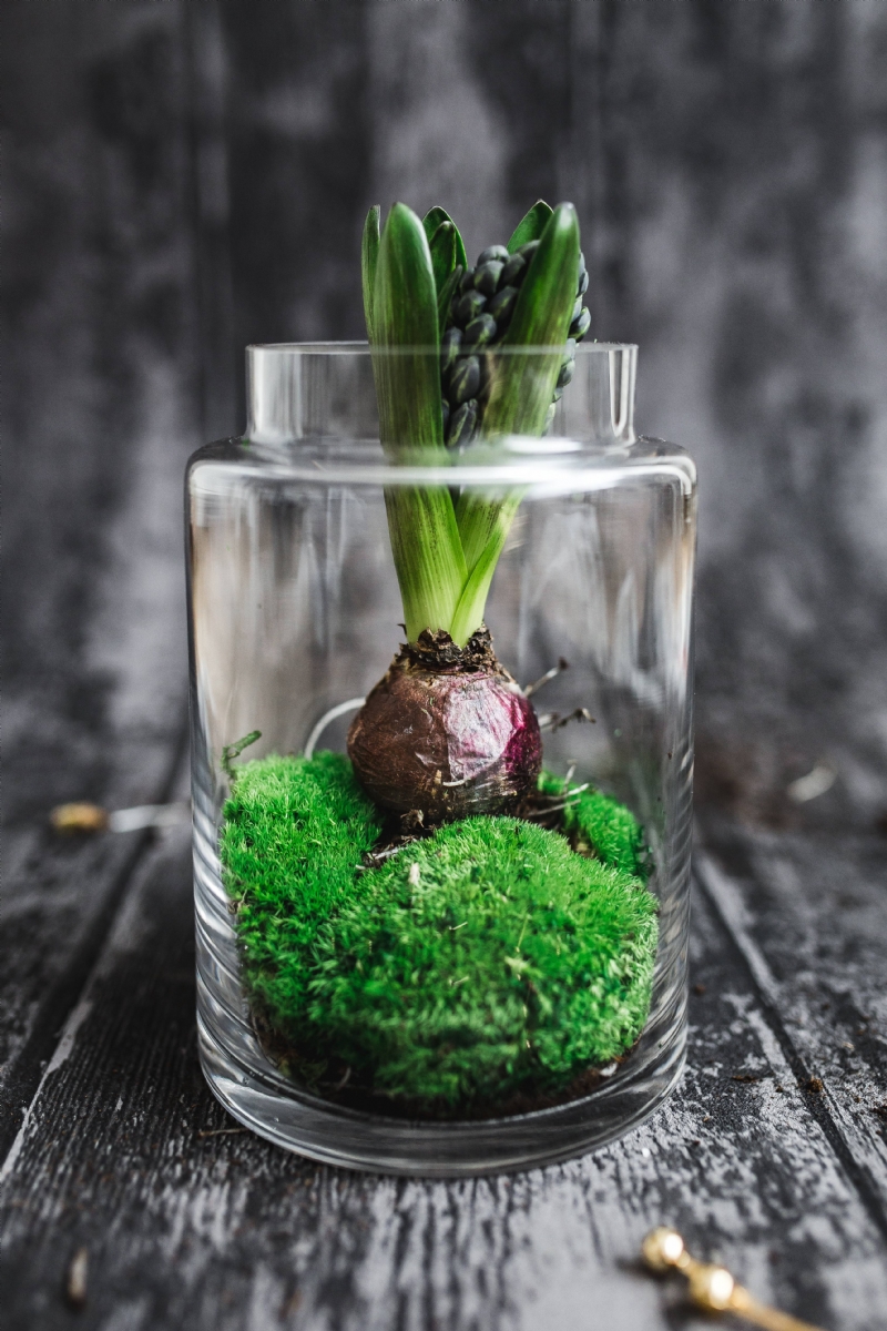 kaboompics_Green seedling planted in a glass pot.jpg 方案配图,色彩意境,绿色,