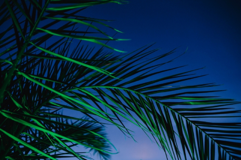 kaboompics_Illuminated palm trees-2.jpg 方案配图,色彩意境,绿色,