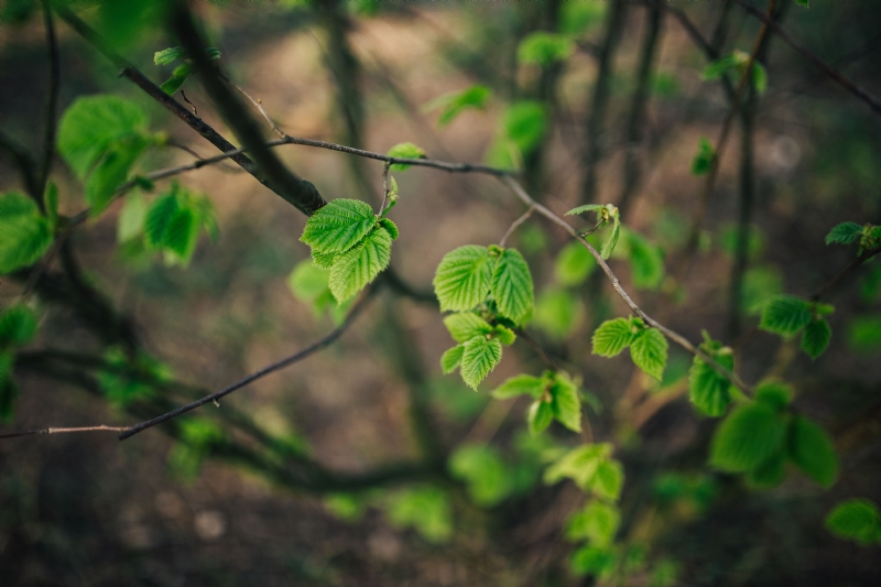 kaboompics_Little green leaves on branches.jpg 方案配图,色彩意境,绿色,