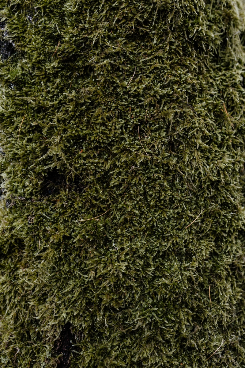 kaboompics_Moss on a tree.jpg 方案配图,色彩意境,绿色,