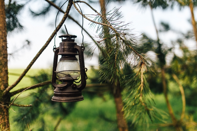 kaboompics_Old paraffin lamp on a tree.jpg 方案配图,色彩意境,绿色,