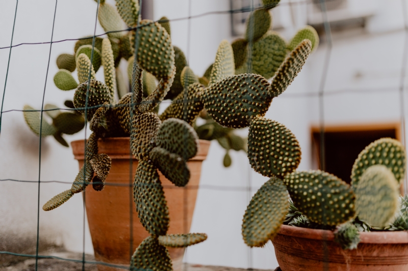 kaboompics_Opuntia in a ceramic pot.jpg 方案配图,色彩意境,绿色,