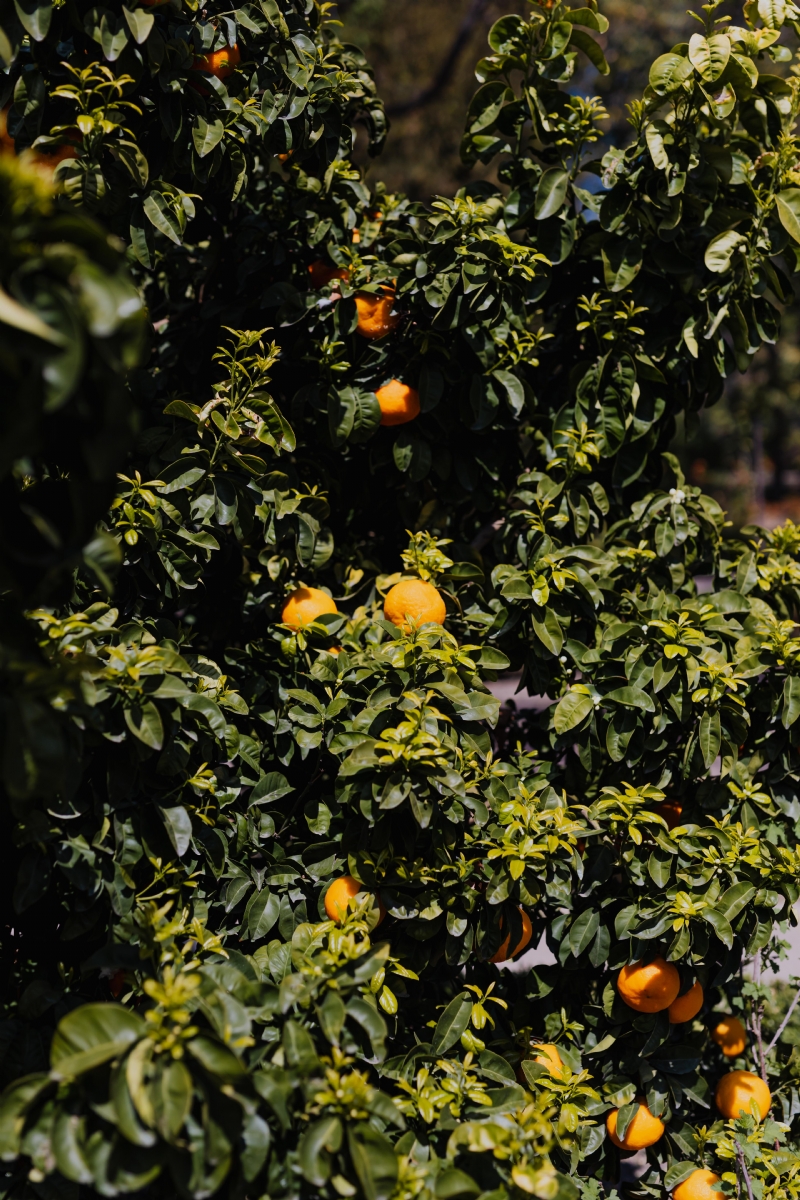 kaboompics_Orange tree.jpg 方案配图,色彩意境,绿色,