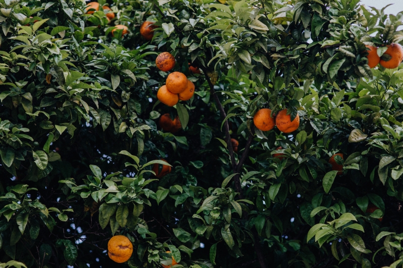 kaboompics_Oranges on the tree.jpg 方案配图,色彩意境,绿色,