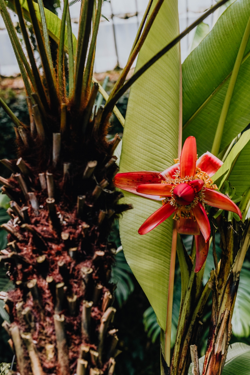 kaboompics_Palm leaves & red flower in the garden.jpg 方案配图,色彩意境,绿色,