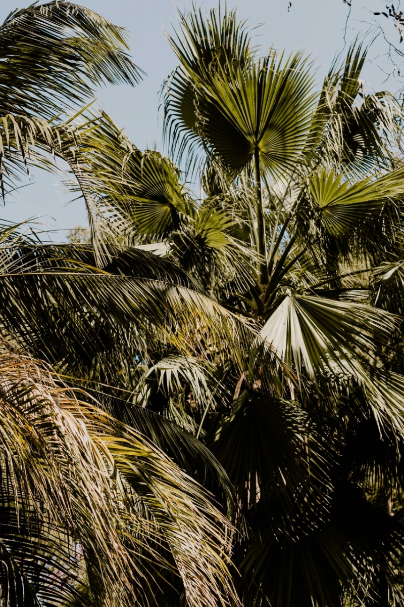 kaboompics_Palm leaves in the garden-2.jpg 方案配图,色彩意境,绿色,