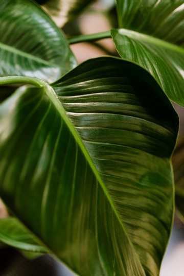 绿色 kaboompics_Philodendron Congo Green.jpg