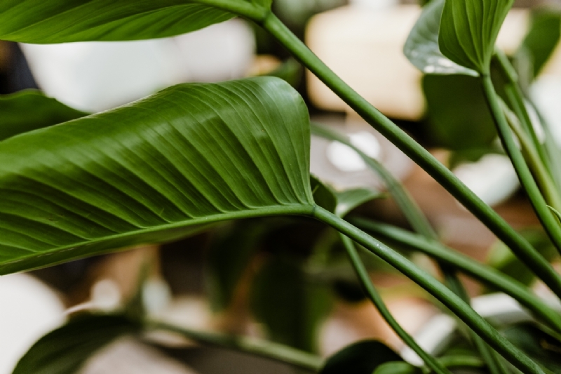 kaboompics_Philodendron Congo Green-2.jpg 方案配图,色彩意境,绿色,