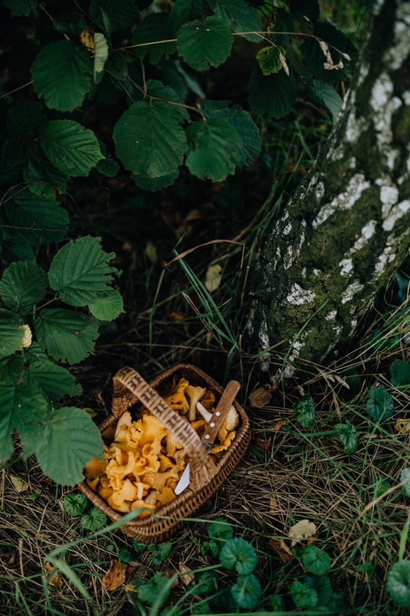 kaboompics_Picking mushrooms chantarelle in the woods-2.jpg 方案配图,色彩意境,绿色,