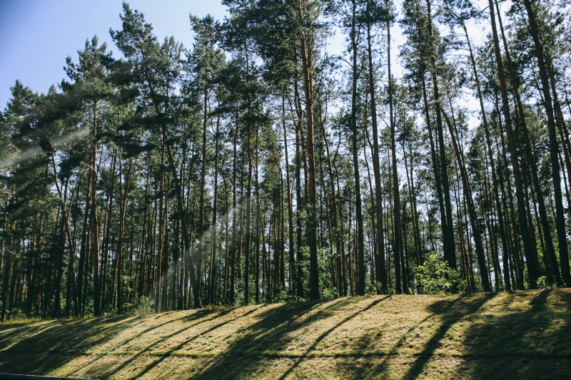 kaboompics_Pine trees in a wood with dappled sunlight.jpg 方案配图,色彩意境,绿色,