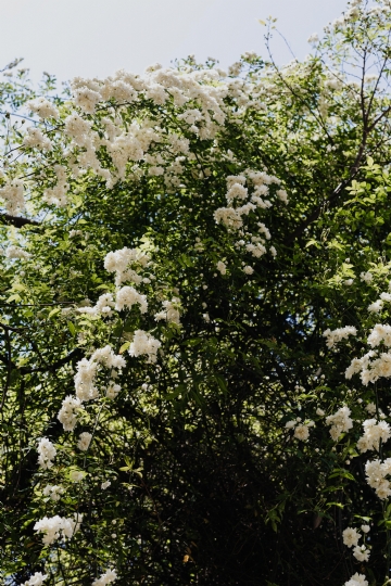 绿色 kaboompics_Real Jardin Botanico, Madrid, Spain.jpg