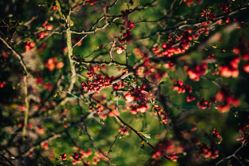 kaboompics_Red rowan on branches.jpg 方案配图,色彩意境,绿色,